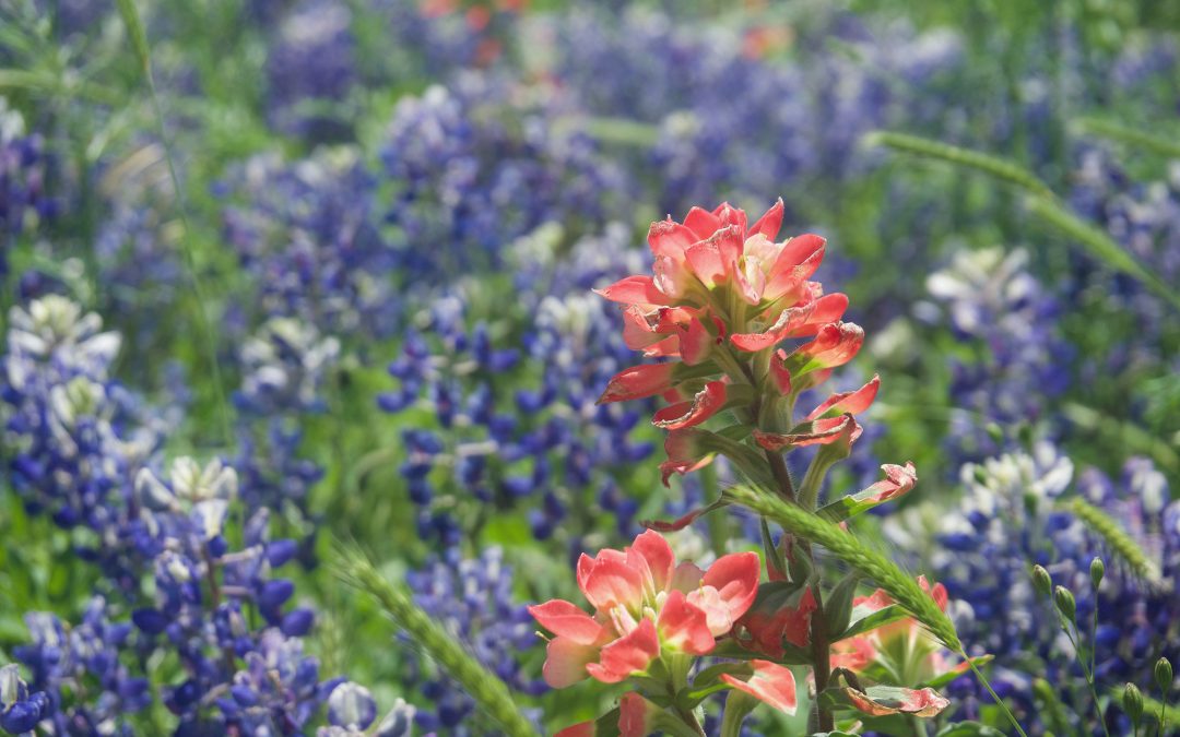 The Best Texas Wildflower Photos from 2019