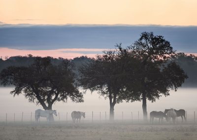 Photographer Captures the Evening Light of Texas’ Blackland Prairie