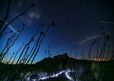 Gallery: Wildflowers of West Texas