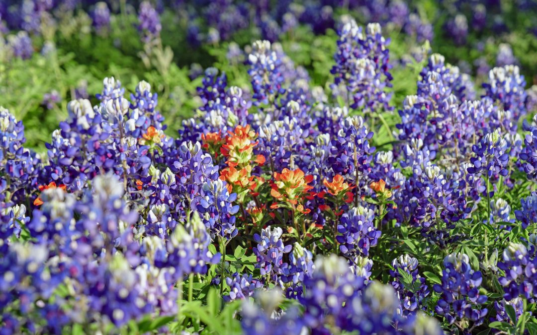 The Best Texas Wildflower Photos from 2019