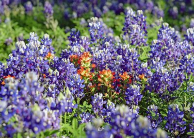 The Best Texas Wildflower Photos from 2019