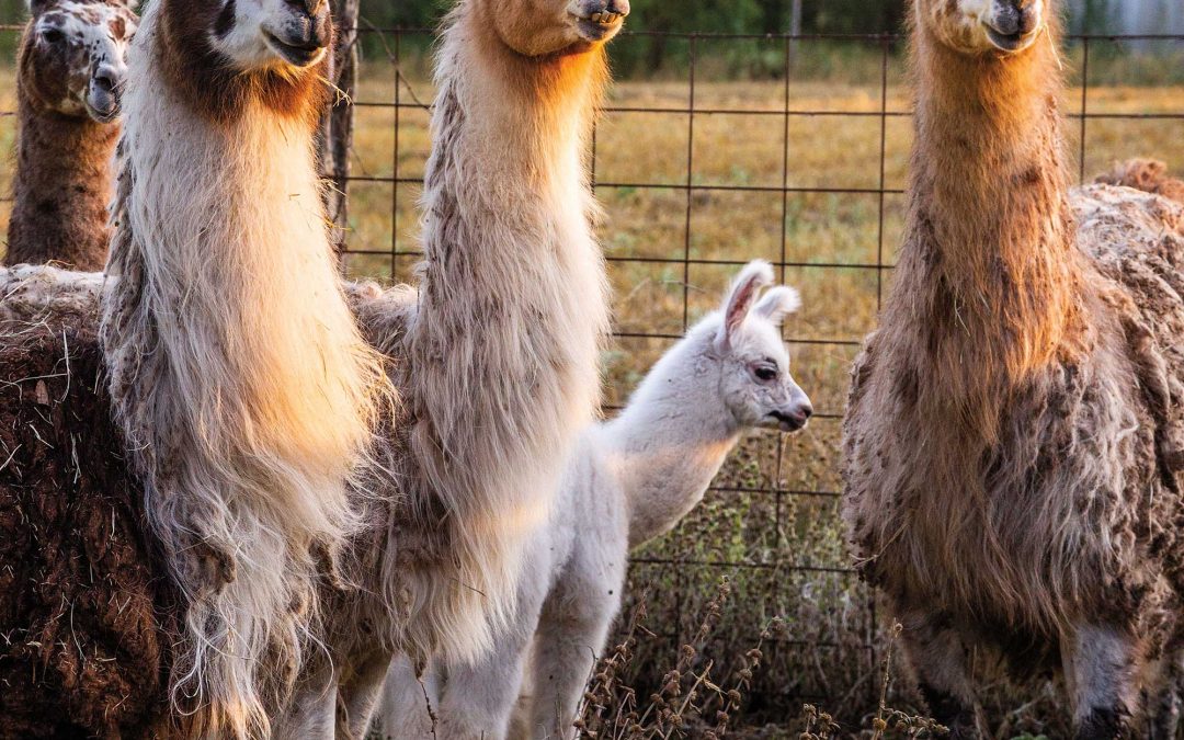Say Hi to the Llamas When You Stay at This Historic Blanco River Ranch