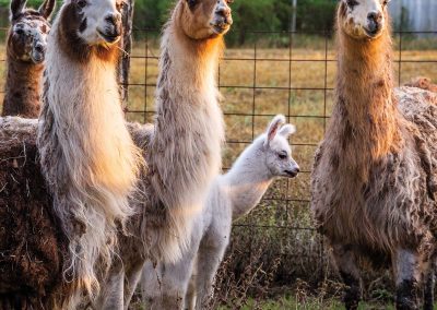 Say Hi to the Llamas When You Stay at This Historic Blanco River Ranch
