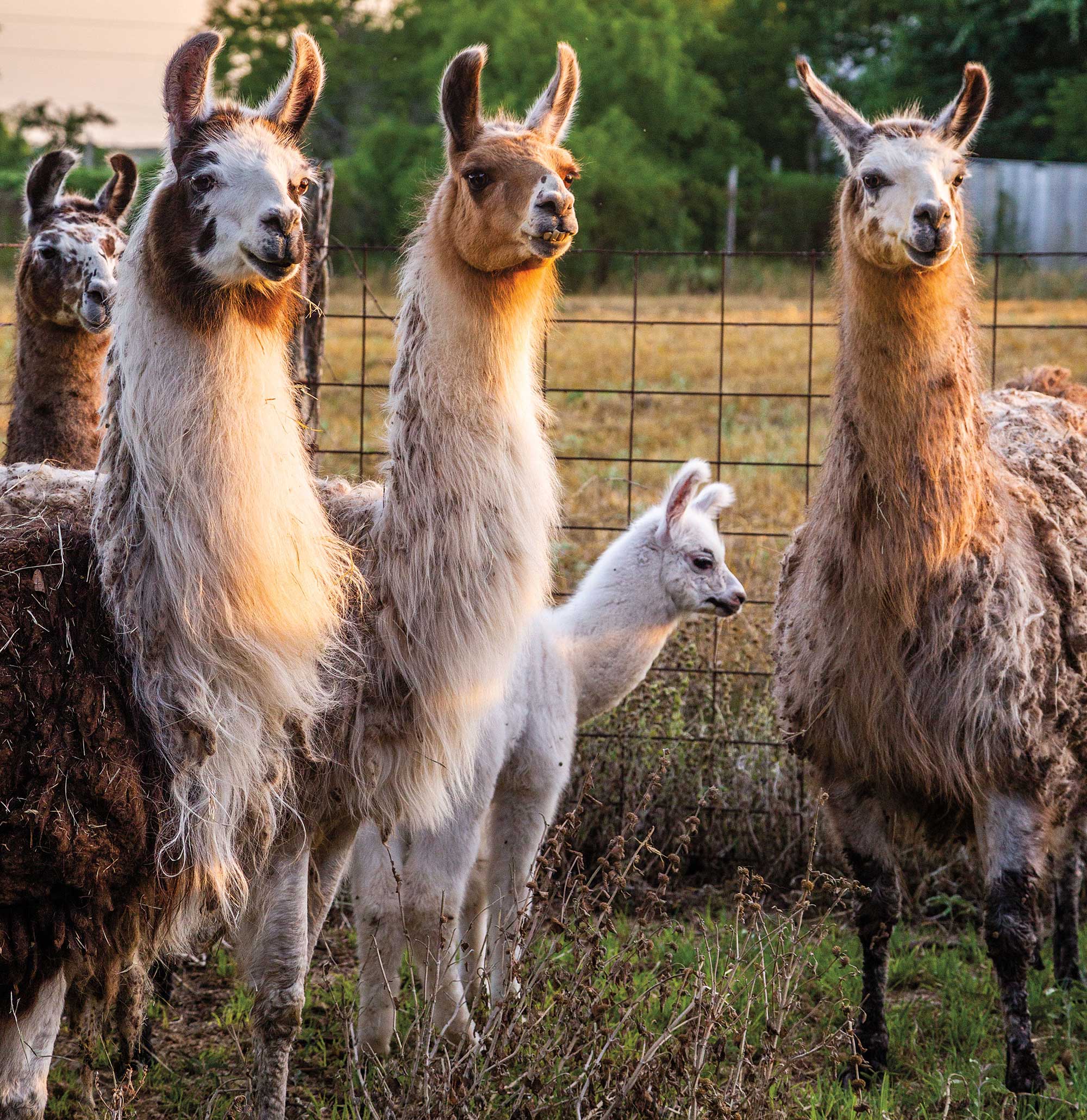 Say Hi to the Llamas When You Stay at This Historic Blanco River ...