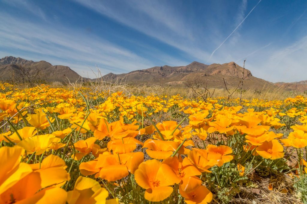 El Paso's Poppy Bloom is One of the Most Colorful in Years