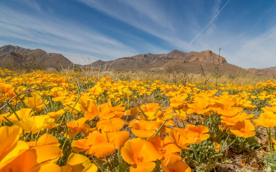 El Paso’s Poppy Bloom is One of the Most Colorful in Years
