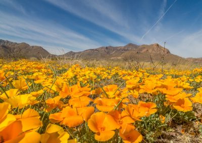 El Paso’s Poppy Bloom is One of the Most Colorful in Years