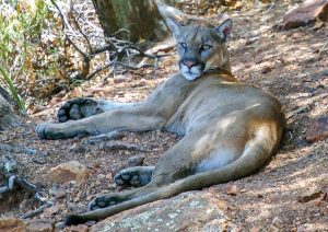 Tracking Elusive Mountain Lions in the Mountains of West Texas