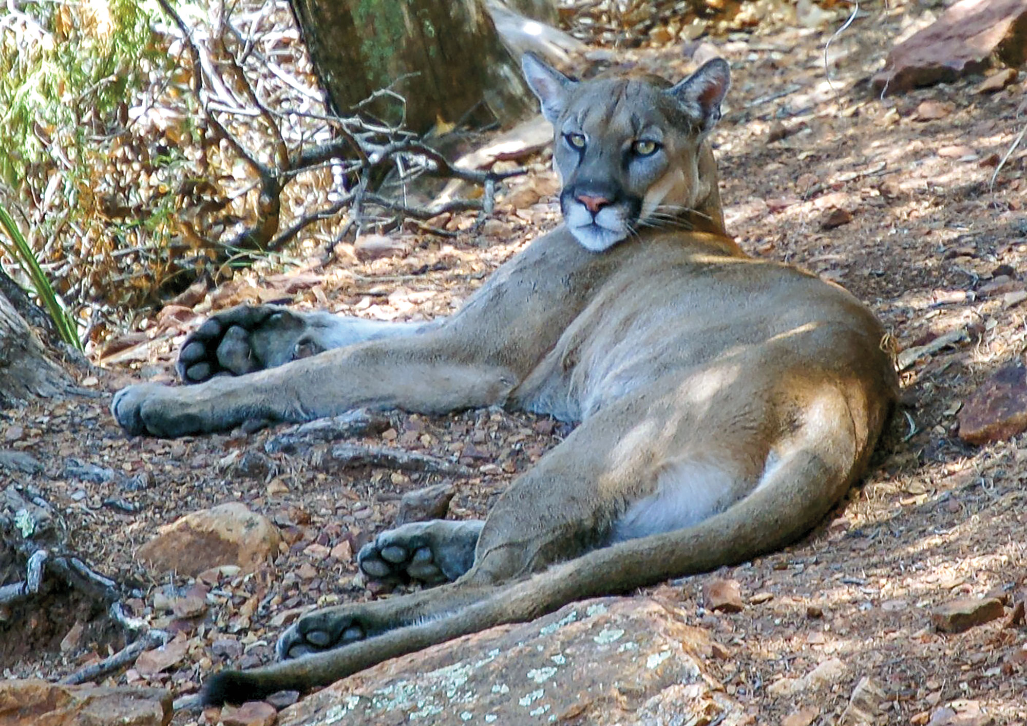 puma cat texas