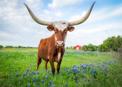 Gallery: Wildflowers of the Hill Country