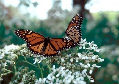 A Royal Sighting, Texas-Style: Monarch Butterflies Are Making Their Spring Migration Across Texas