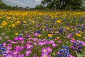 Identifying Texas Wildflowers with The Lady Bird Johnson Wildflower Center and Studio 512 in Austin