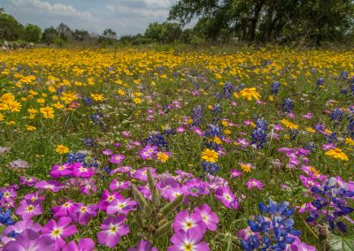 Identifying Texas Wildflowers with The Lady Bird Johnson Wildflower Center and Studio 512 in Austin