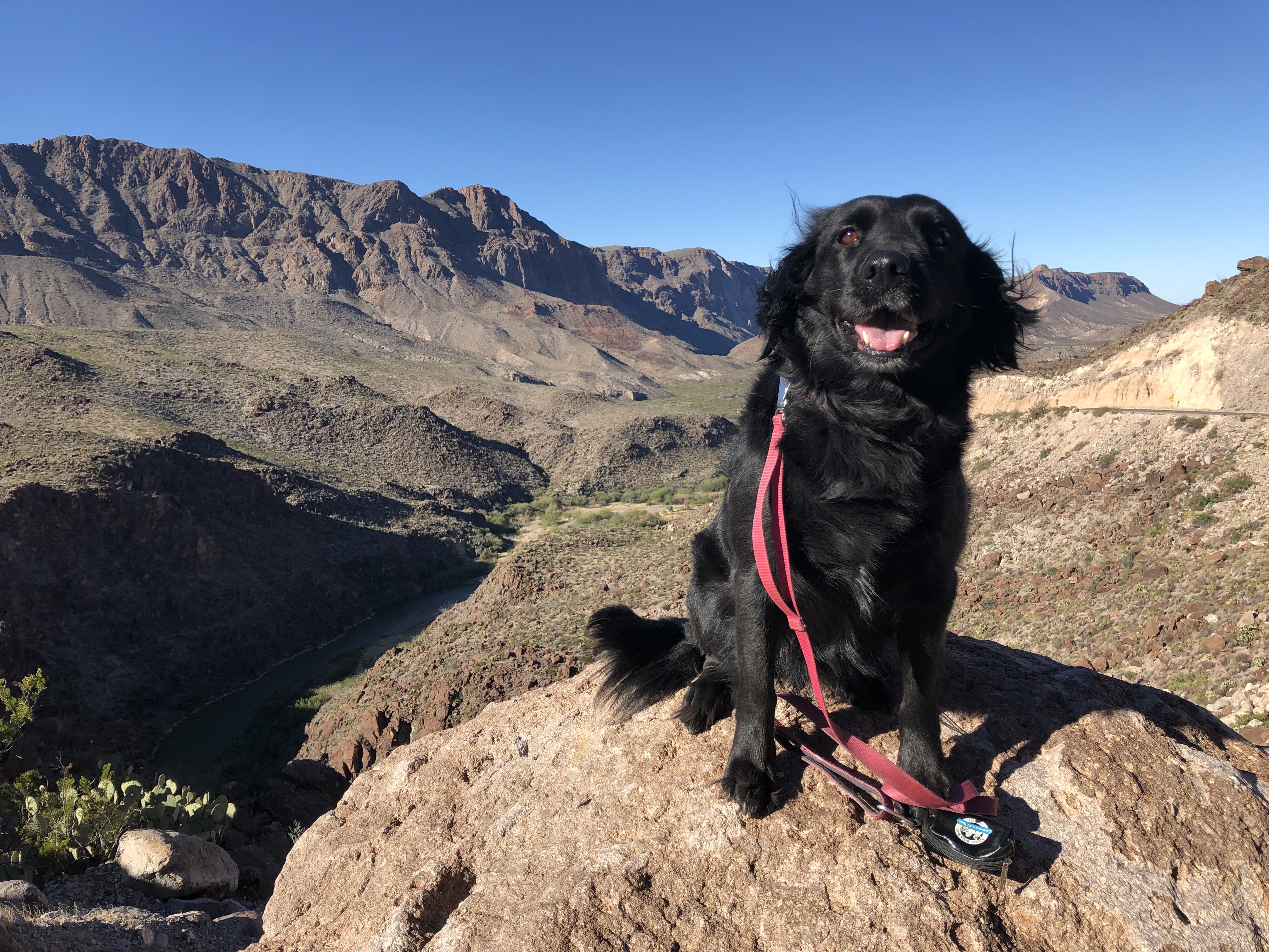 are dogs allowed in texas state parks