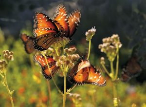 One Man’s Half-Century Project to Heal a Hill Country Landscape Created ...