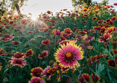 Catch May’s Second Wave of Wildflower Blooms While You Still Can