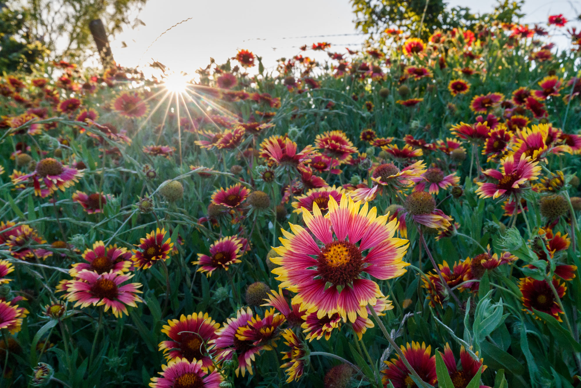 Catch May S Second Wave Of Wildflower Blooms While You Still