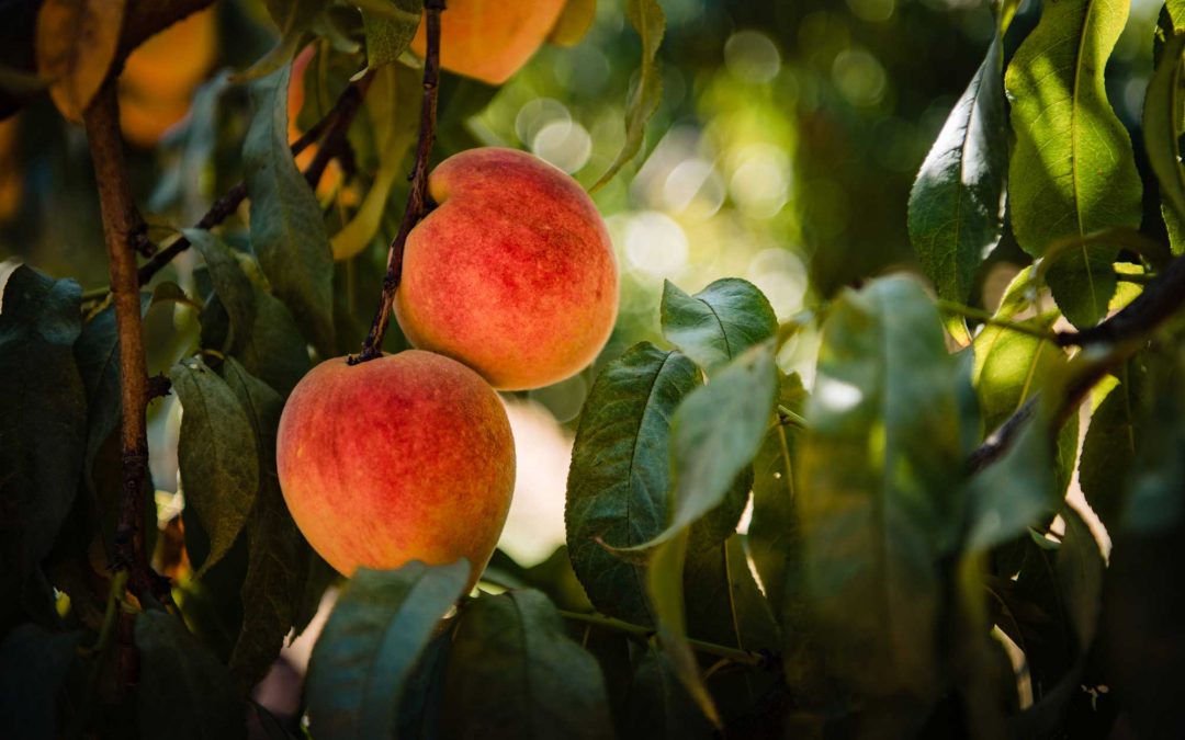 After a Freeze Scare, Texas Peach Season is Almost Ready—and Plentiful