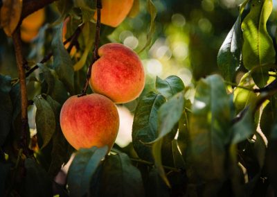 After a Freeze Scare, Texas Peach Season is Almost Ready—and Plentiful