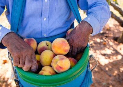 An Expert’s Take on the Perfect Texas Peach