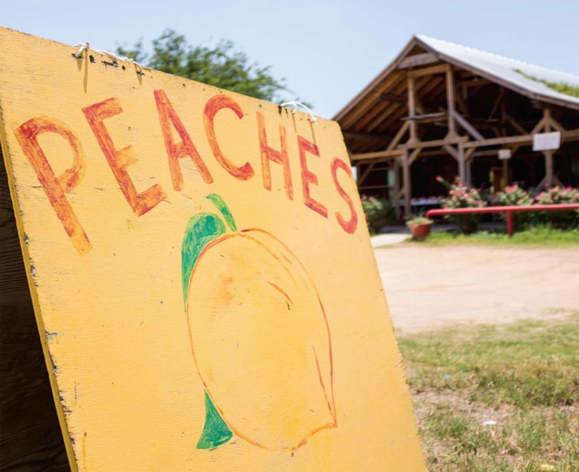 Where And When To Find Peaches In Texas This Year Texas Highways
