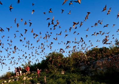 At Frio Cave, See Bats, Birds, and Beetles—Oh My!