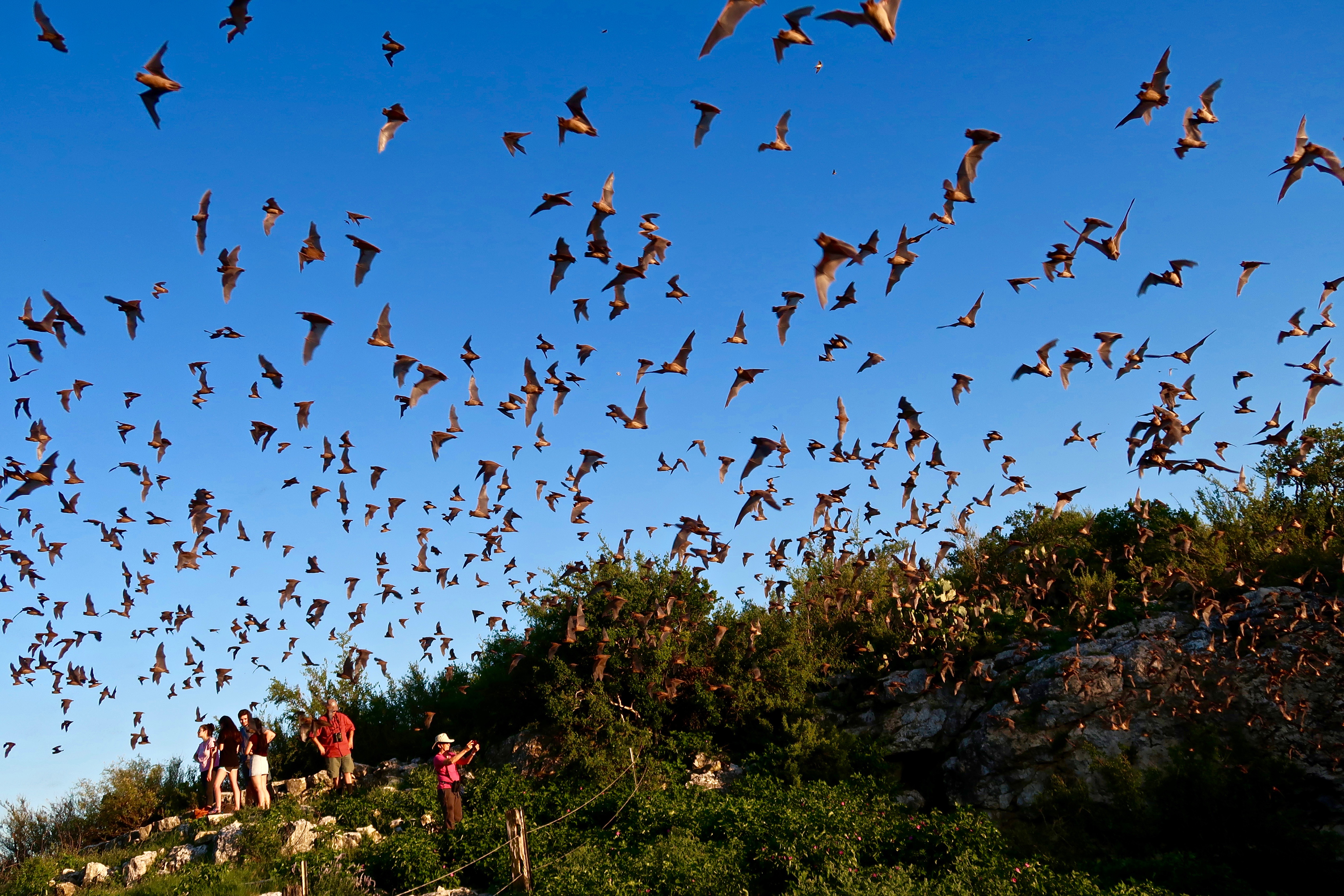 bats flying out of cave