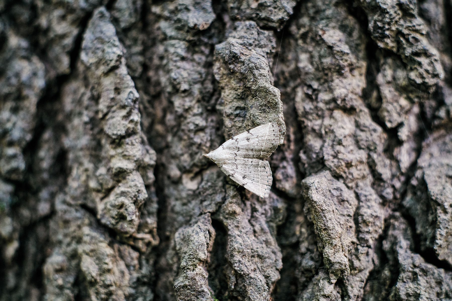 How the Texas “Moth Man” Identified 900 Species Along the Trinity River