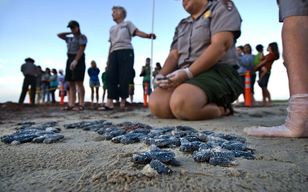 Endangered Turtle Hatchlings Draw Crowds Along the Texas coast