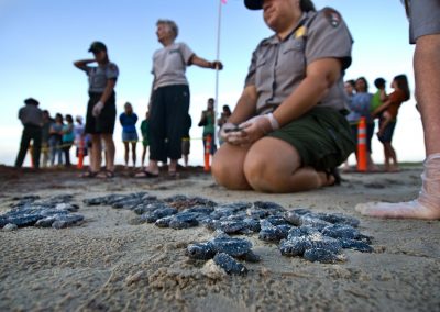 Endangered Turtle Hatchlings Draw Crowds Along the Texas coast