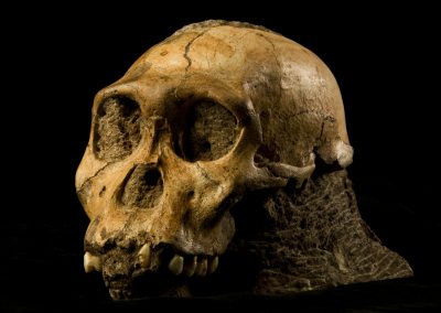 This Fall, the Perot Museum in Dallas Will Display the Fossils of Early Human Relatives From South Africa