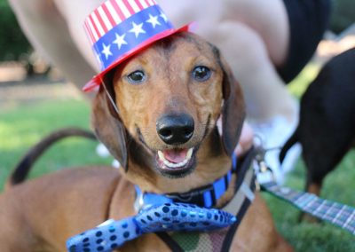 6 Pet-Friendly Fourth of July Celebrations in Texas