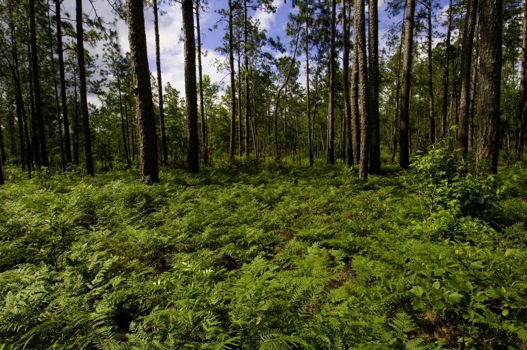 Texas A&M Forest Service Branches Out by Hosting “Forest Bathing” Events