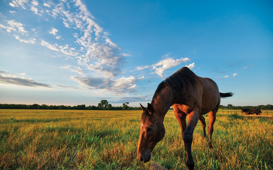 Go Behind the Scenes at the Equine Mecca of Texas