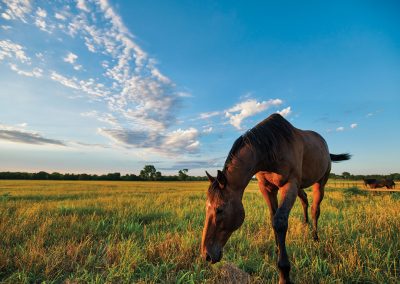 Go Behind the Scenes at the Equine Mecca of Texas