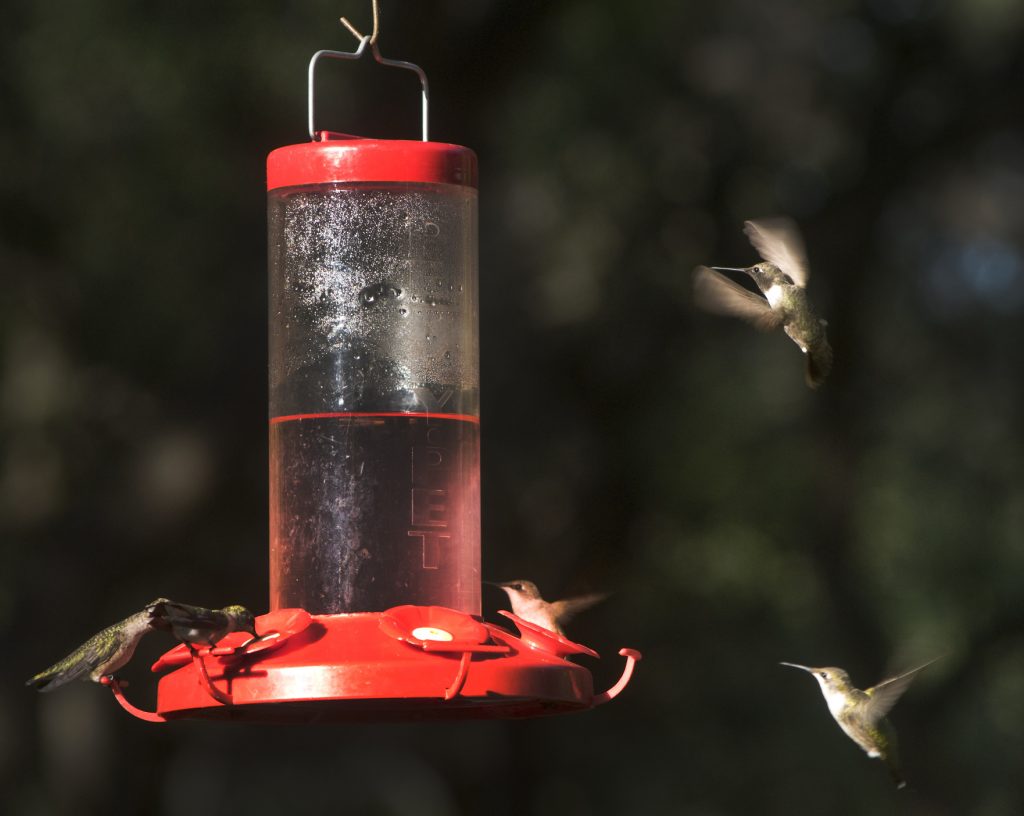 RockportFulton's HummerBird Celebration Migrating Hummingbirds