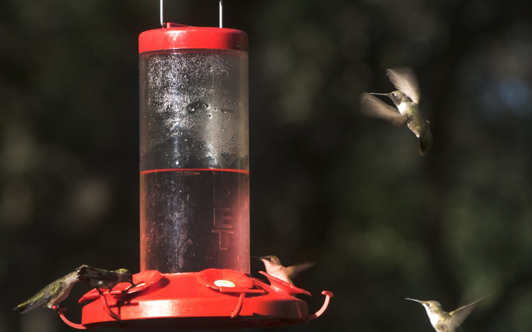 Rockport-Fulton’s HummerBird Celebration Welcomes Migrating Hummingbirds