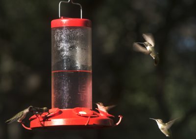 Rockport-Fulton’s HummerBird Celebration Welcomes Migrating Hummingbirds