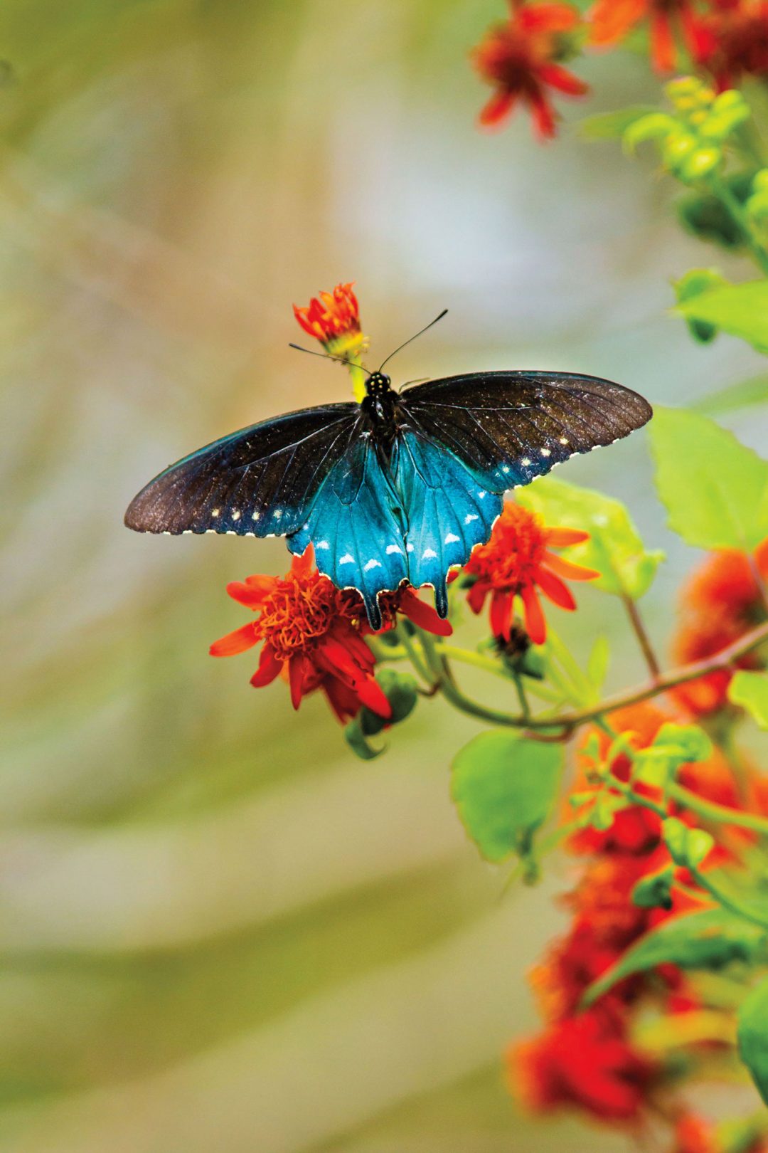 Fall Getaway Follow the Butterfly Trail in the Valley