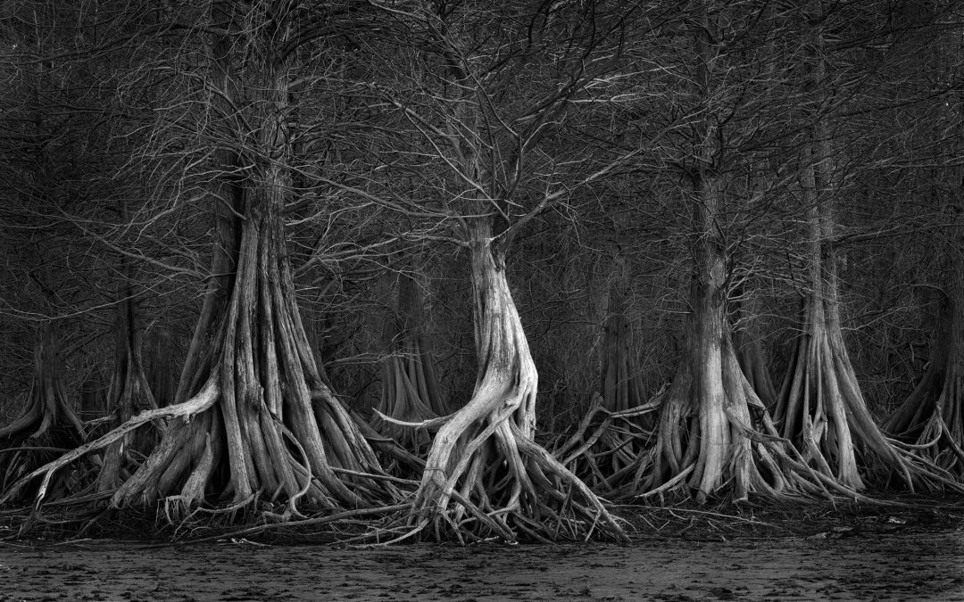 Against All Odds, Caddo Lake Prevails