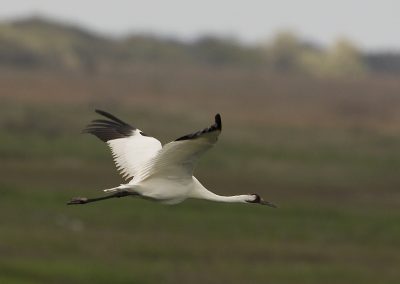 Keep Your Eyes to the Sky for the Annual Arrival of Migratory Whooping Cranes