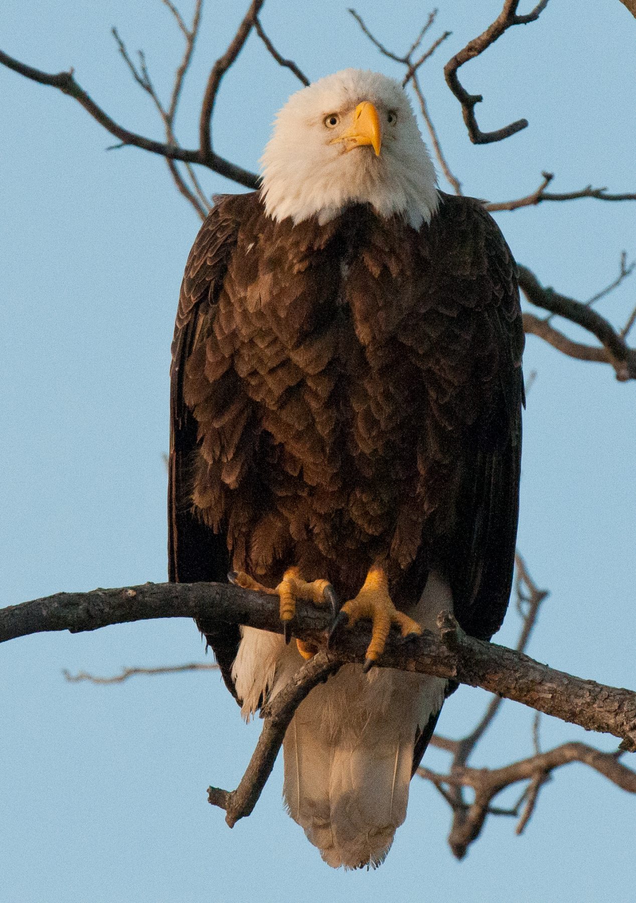 Where to spot bald eagles in Texas this winter