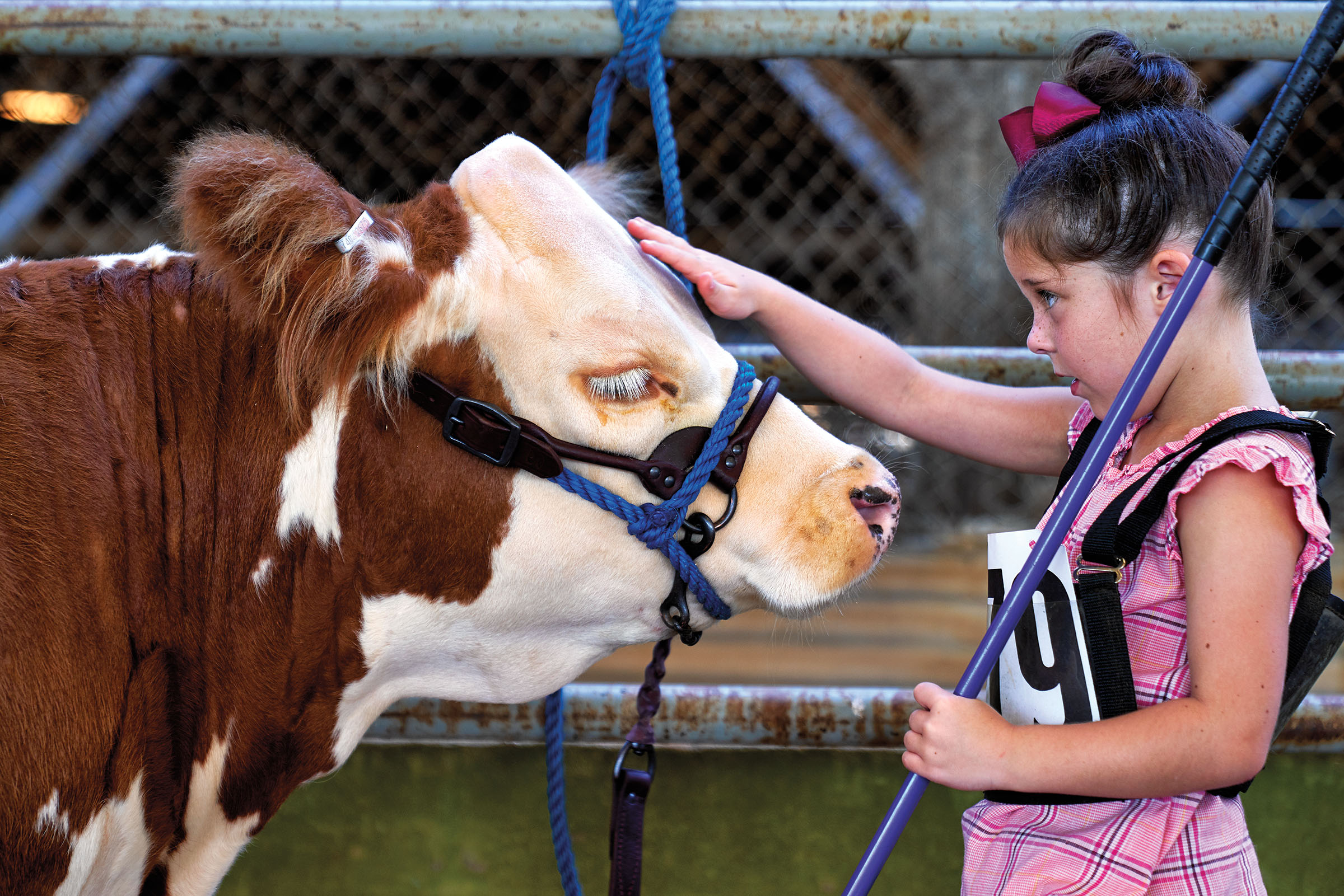 A young woman talks to her miniature Hereford during the East Texas State Fair in Tyler