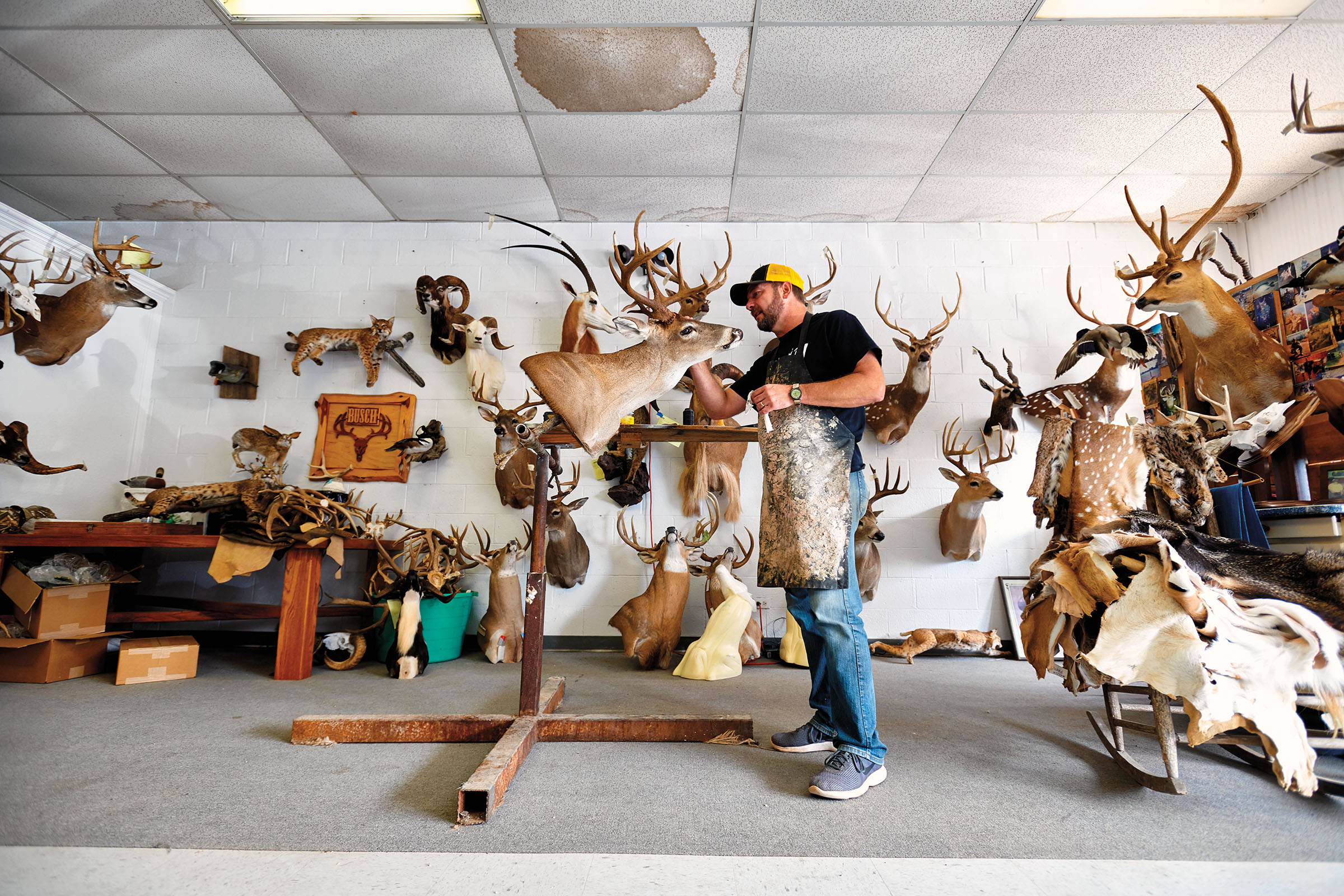 The owner of Dry Creek Taxiermy in Malakoff works on a deer head.