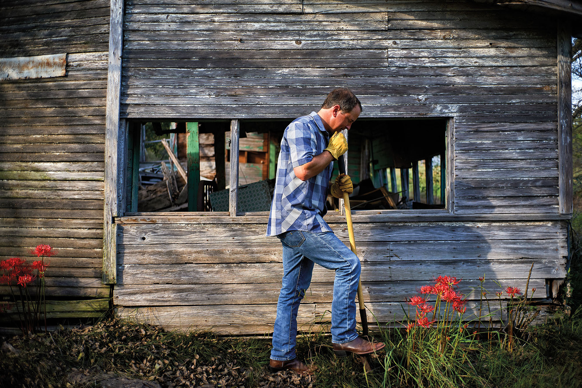A man finds and saves spider lily bulbs on his farm in Sulphur Springs Texas