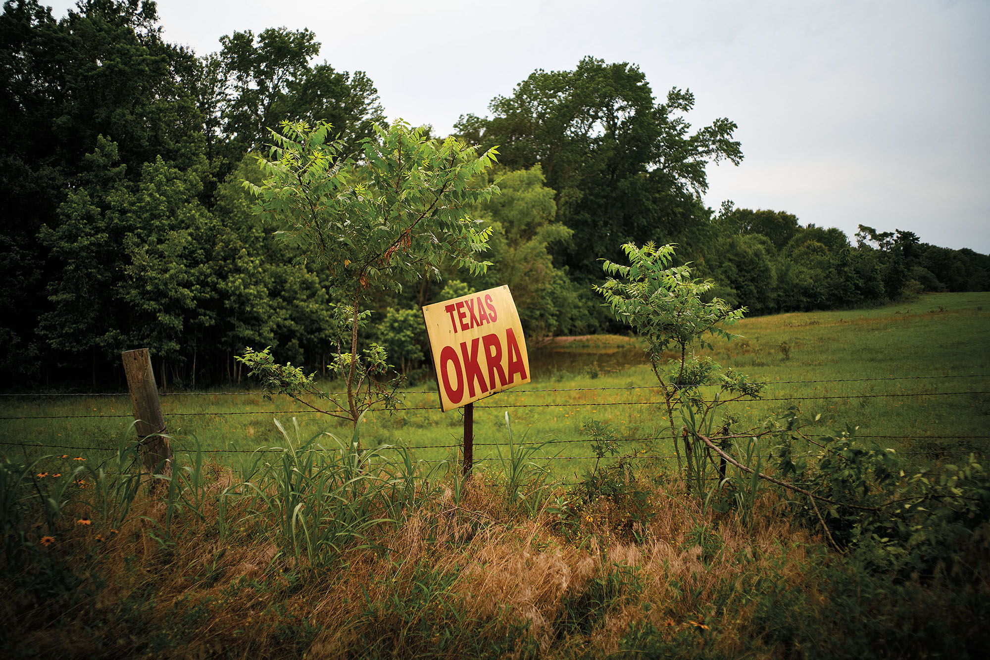 A sign on Texas State Highway 19 lets you know okra is available nearby.