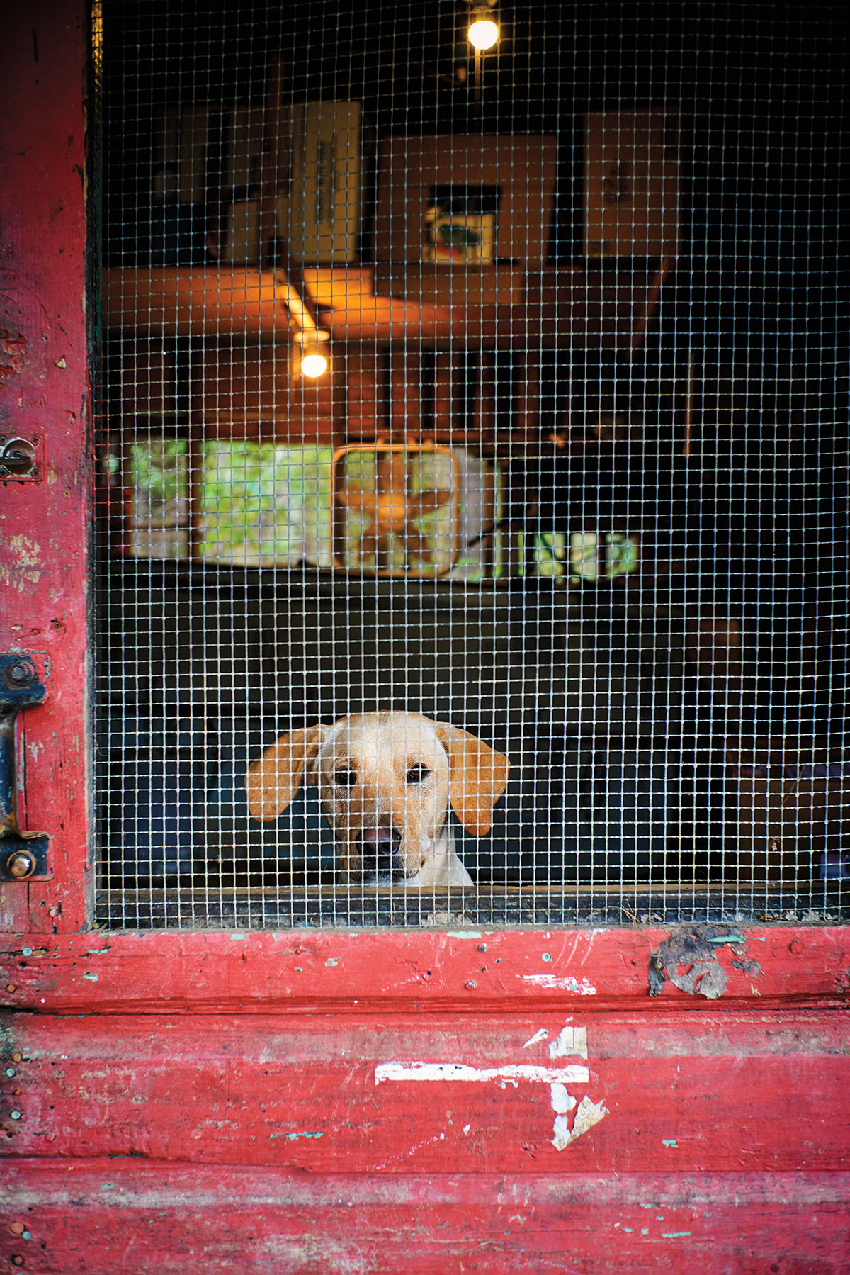Bobo the dog watches over minnow tanks at Johnson's Ranch Marina in Uncertain, Texas