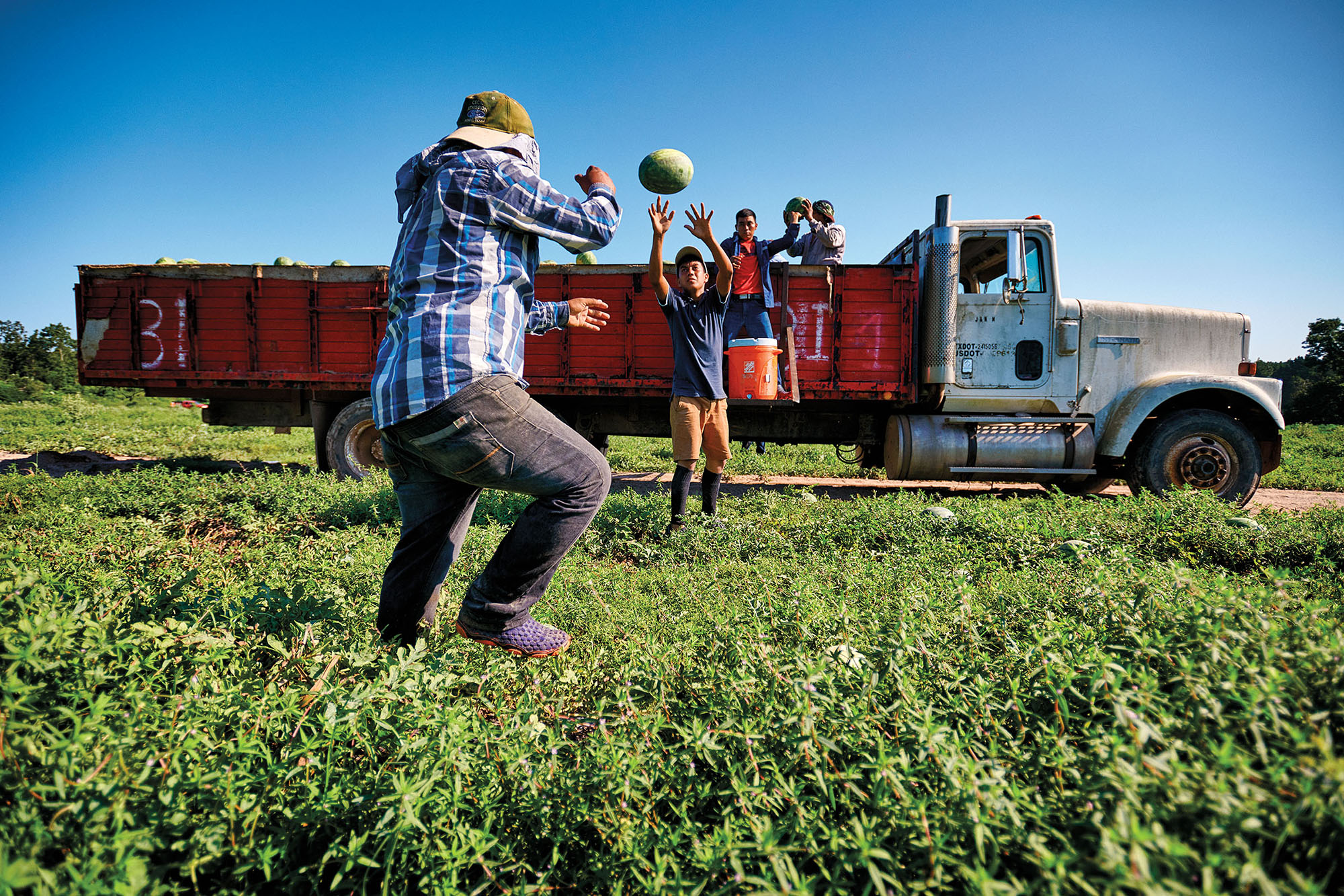Workers at Wiggins Farm toss watermelons in Center, Texas