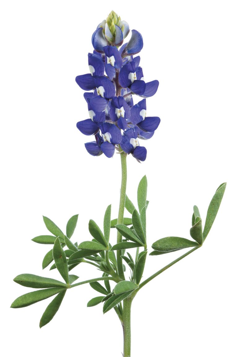 Wildflowers Texas Highways