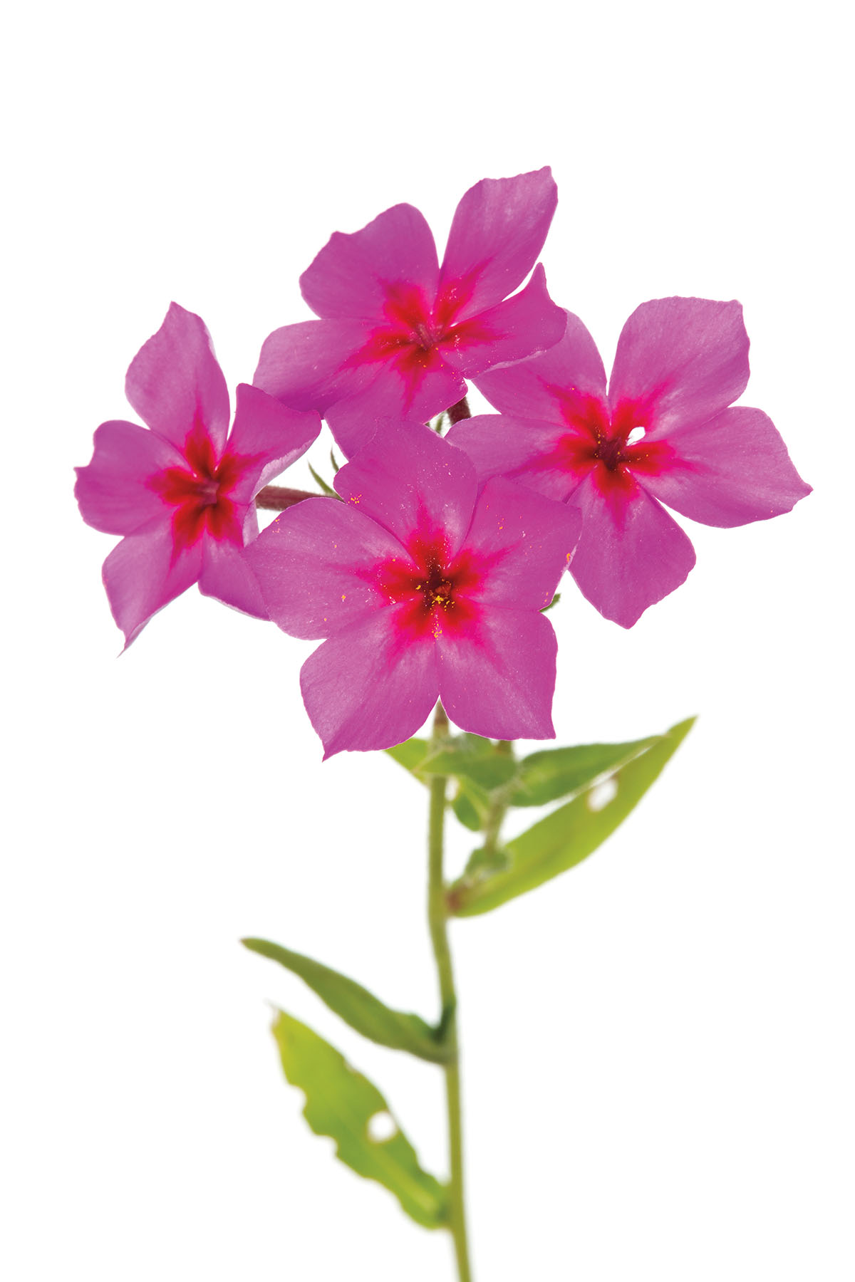 Drummond Phlox (Phlox drummondii)